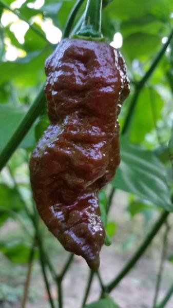 Bhut Jolokia Chocolate Ghost - Seeds - The Pepper Pantry (Formerly Marie Sharp's)